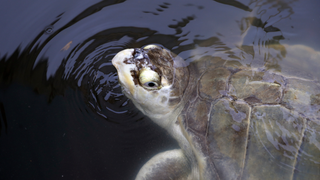 Thousands of Stunned Sea Turtles Are Being Rescued From the Texas Freeze